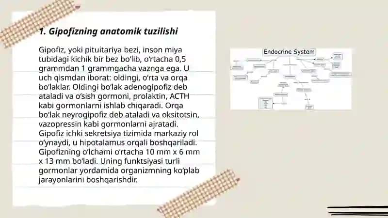 Endokrin tizim. Gipofiz. Epifiz bezlari anatomiyasi 3
