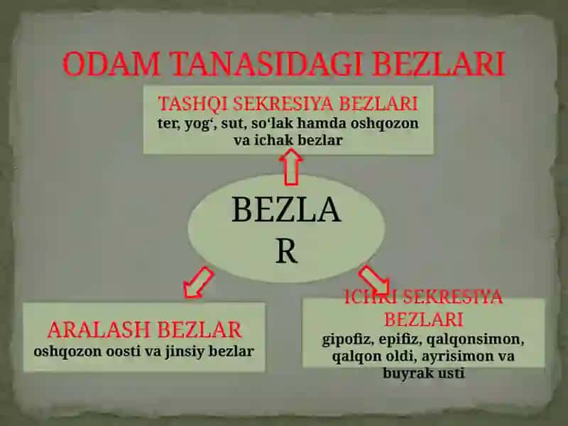 Ichki sekretsiya bezlari 3