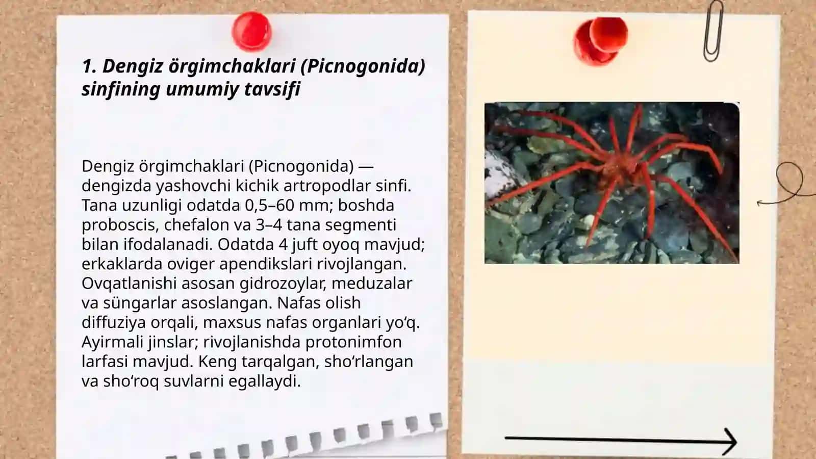 Dengiz órgimchaklari(Picnogonida) sinfi 3
