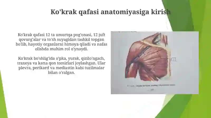 Ko'krak qafasi anatomiyasi va miologiyasi 3