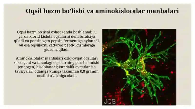 Odam organizmda oqsilning biyokimyoviy oʻzgarishi 3