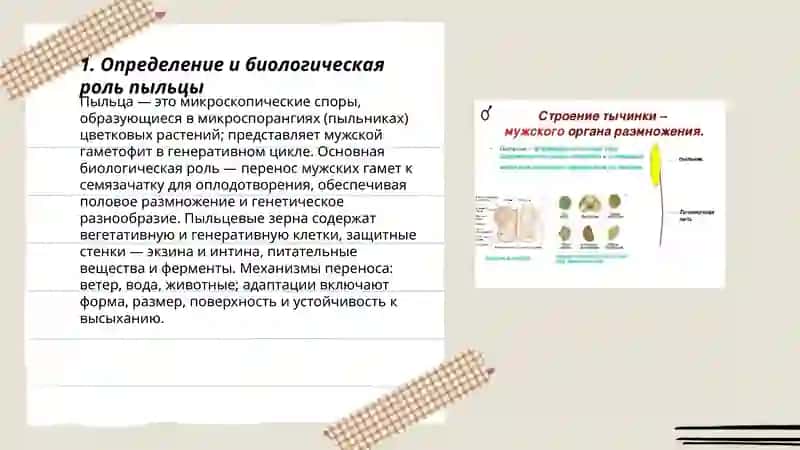 Пыльца. Строение тычинки 3
