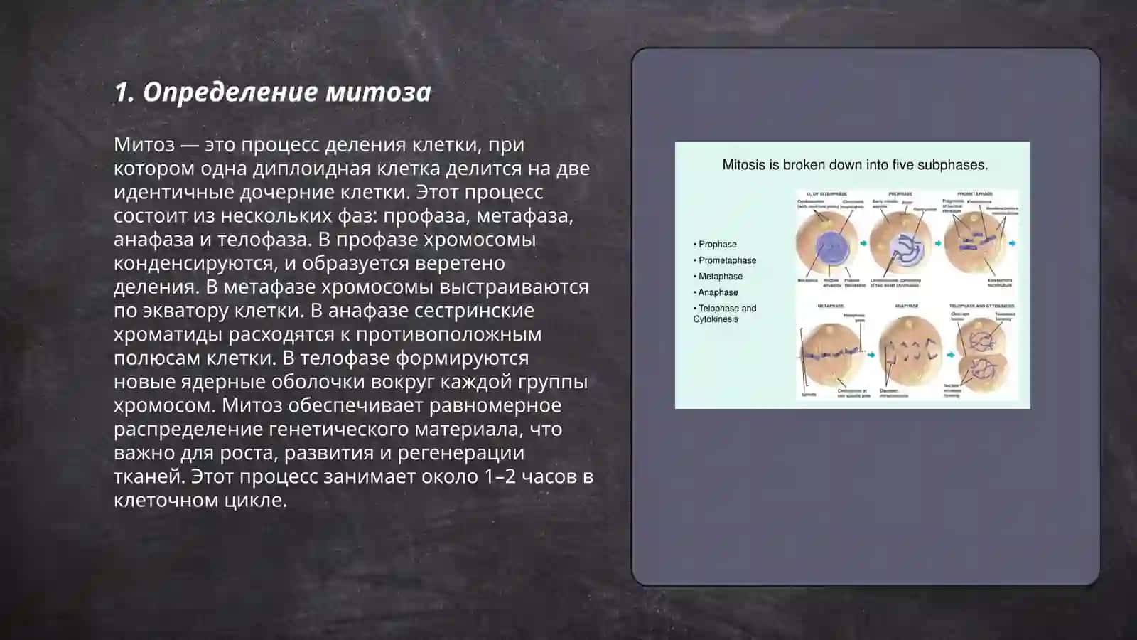 Mitoz 3