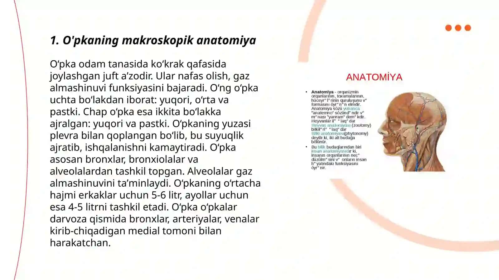 Kekirdak o'pka funksional va topografik anatomiya 3