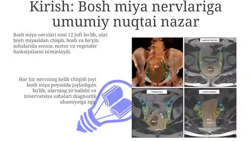 XII juft bosh miya nervining regional anatomiyasi 3