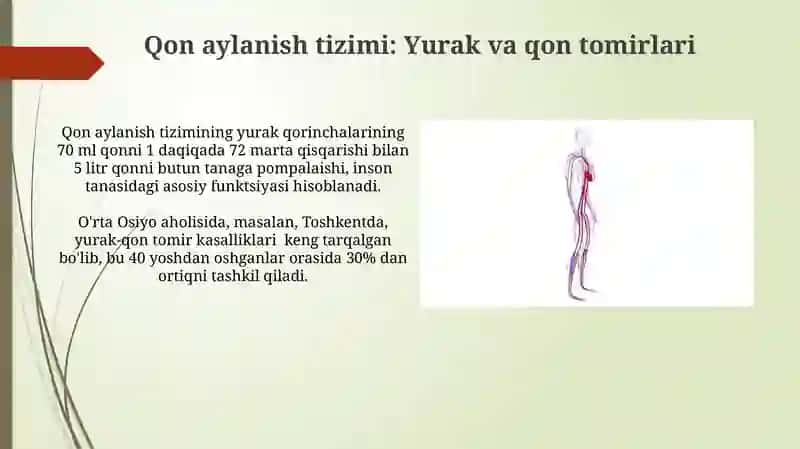 Qon sistemasi fizologiyasi 3