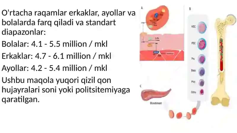 Qizil qon tanachalari ppt 3