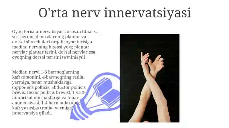 Qo‘l va oyoq terisini innervatsiyasi 3