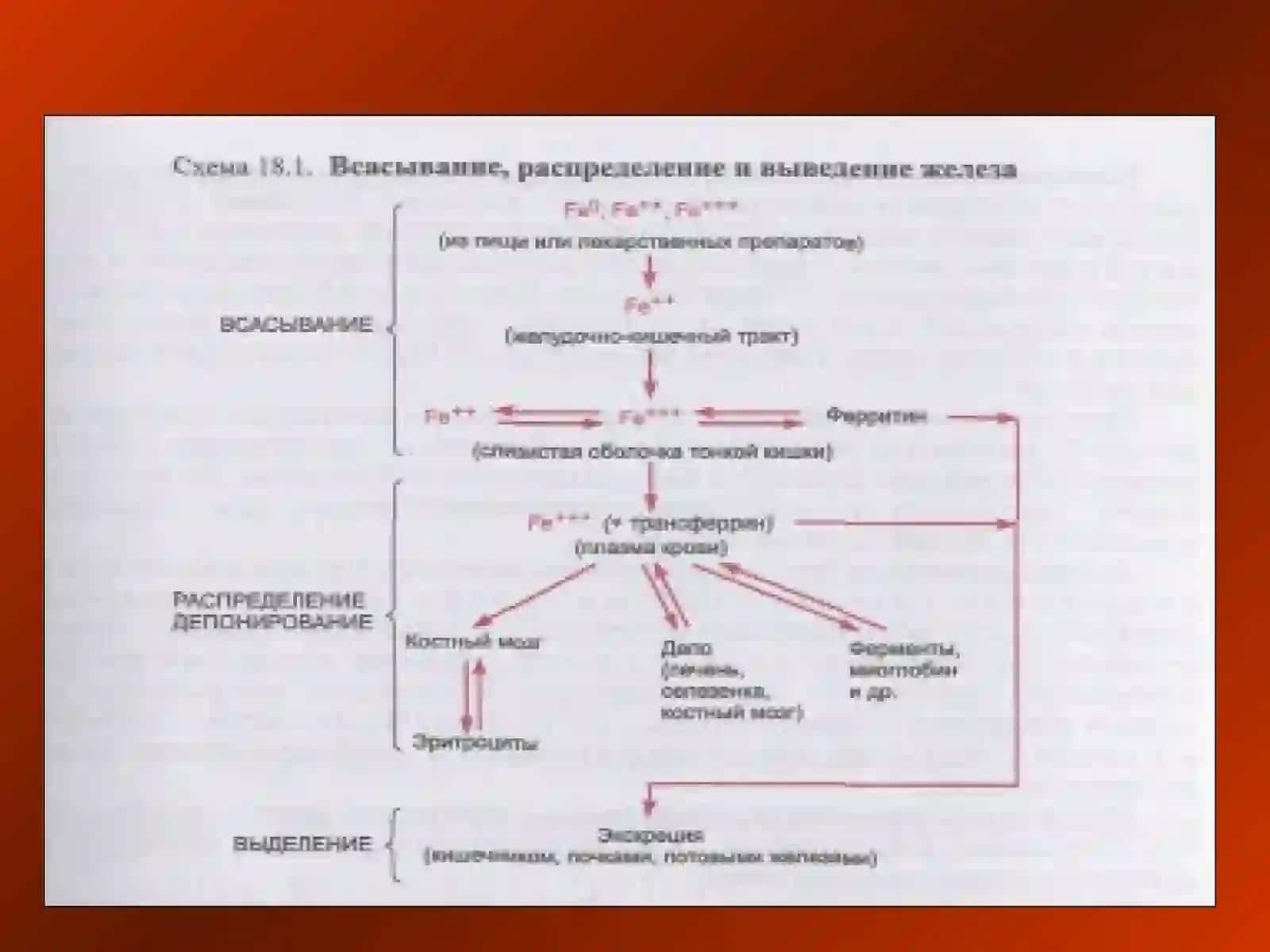 Эритропоэзга таъсир этувчи воситалар 3