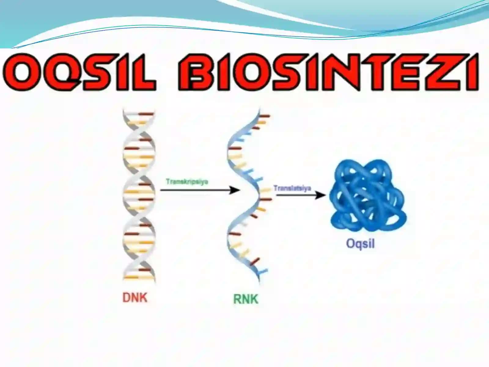 Oqsillar biosintezi 3