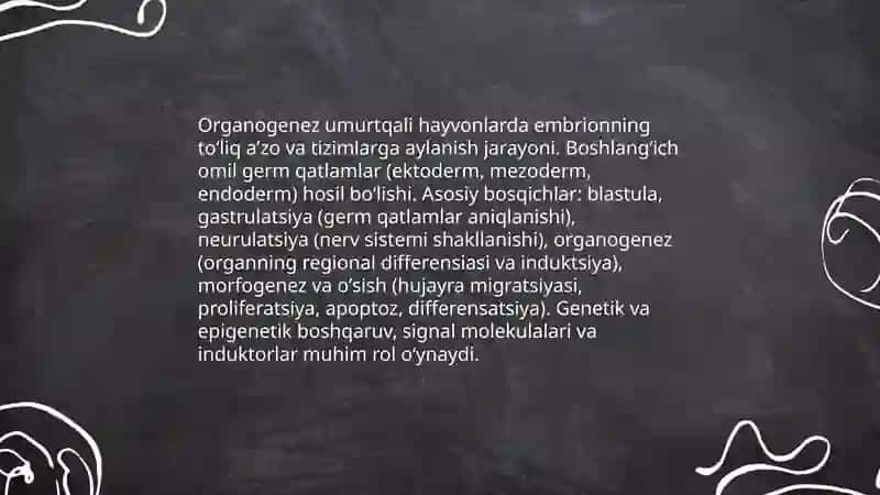 Umurtqali hayvonlarda organogenez 3