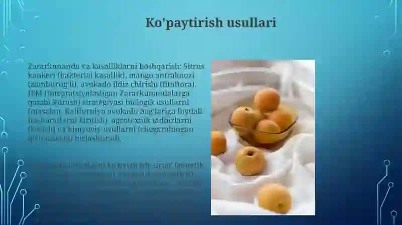 Subtropik mevali oʻsimliklarni agrobiologik xususiyatlari 3
