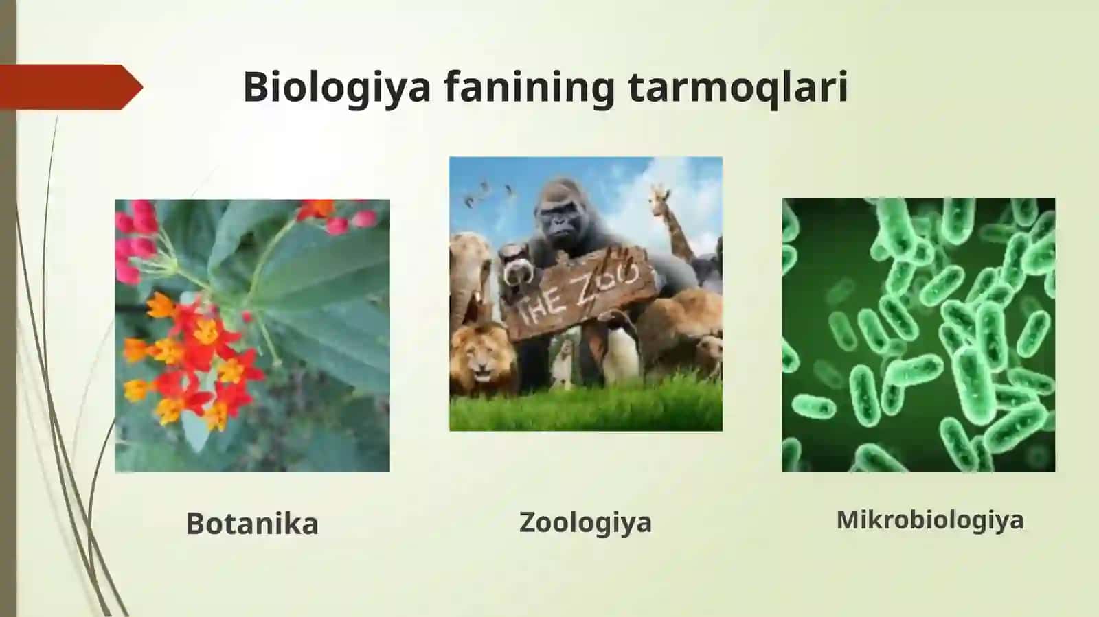 1-dars: Biologiya – hayot haqidagi fan 3