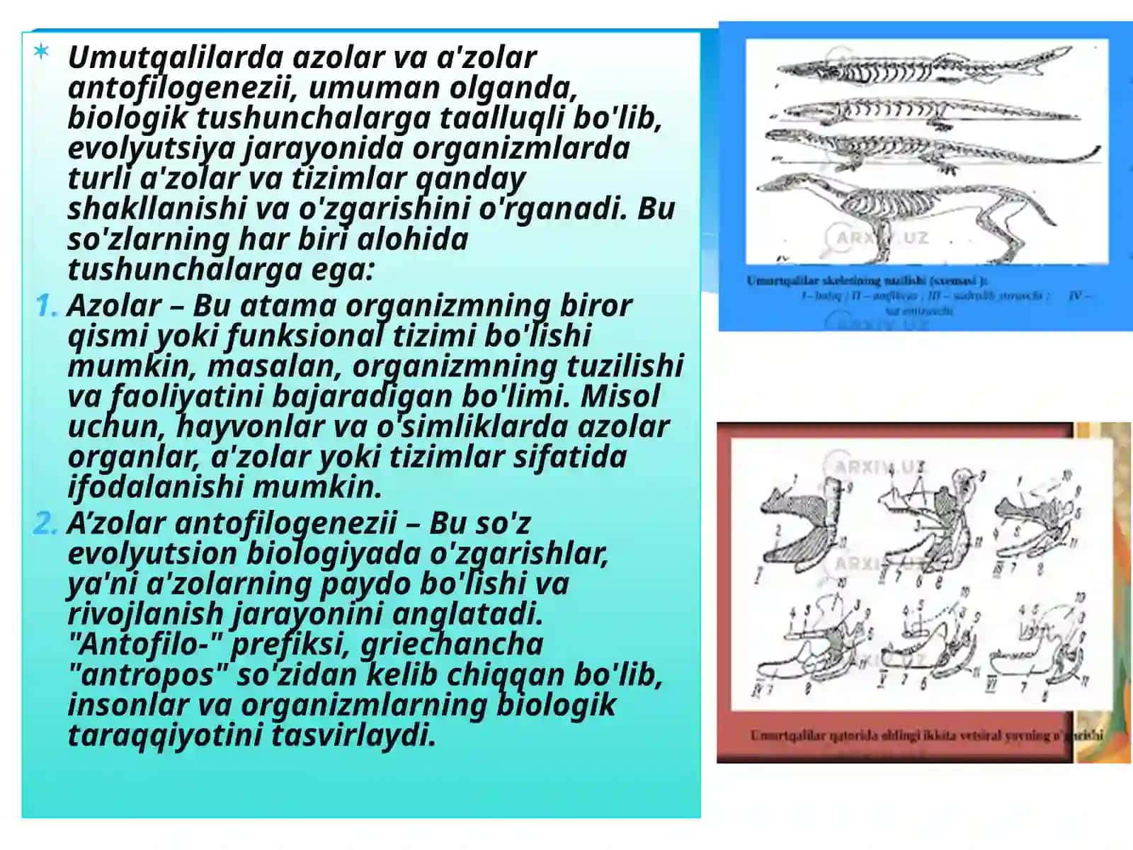 Umutqalilarda azolar va a’zolar antofilogenezii 3