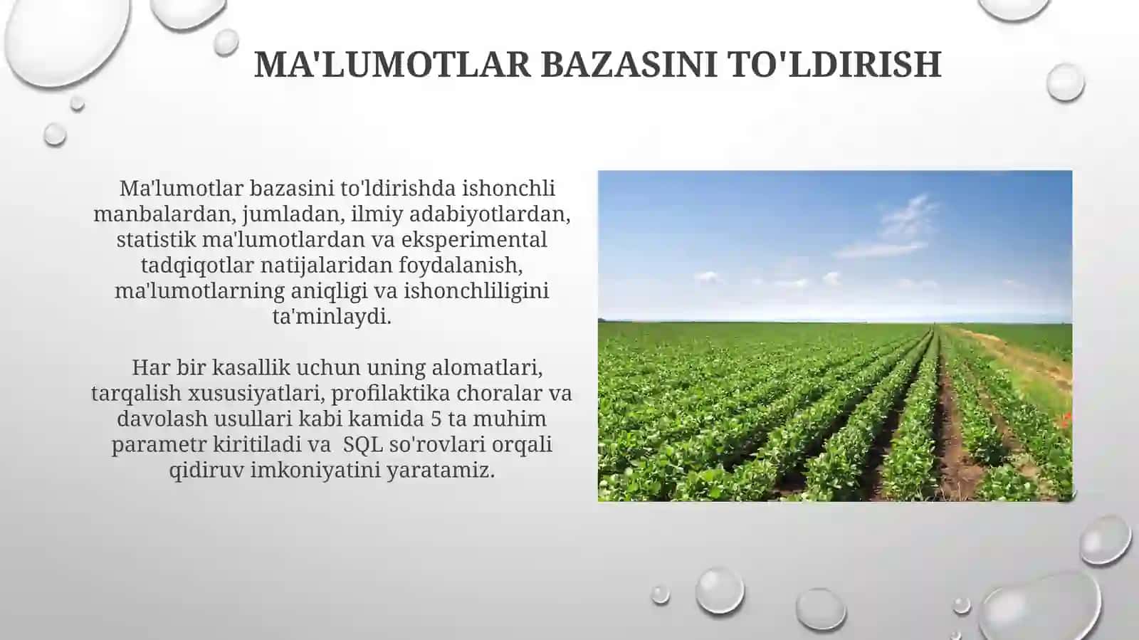 Qishloq xo'jaligi ekinlari kasalliklari va turlari bo'yicha malumotlar bazasini shakllantirish 3