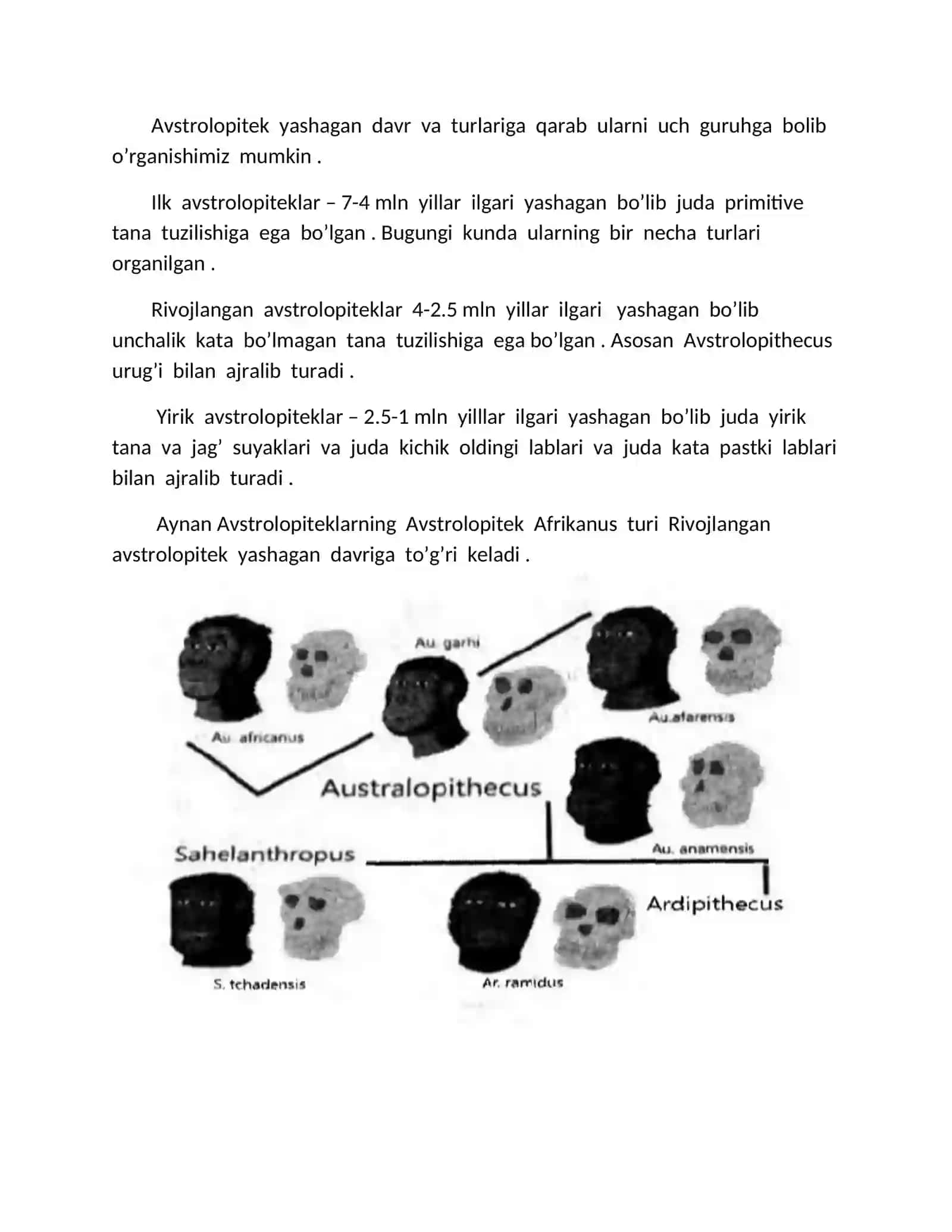 Avstrolopitek Afrikanus 3