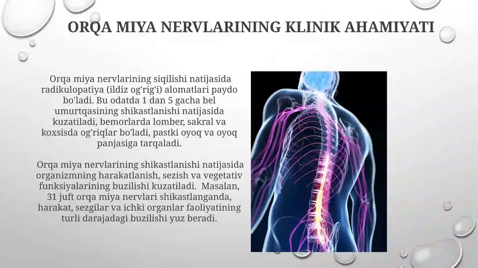 Orqa miya nervlari va ularning chigallari 3