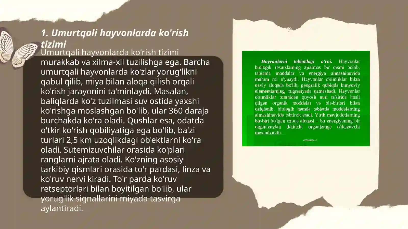 Umurtqali hayvonlar sezgi aʼzolari, sensor qabul qilish mexanizmlari 3