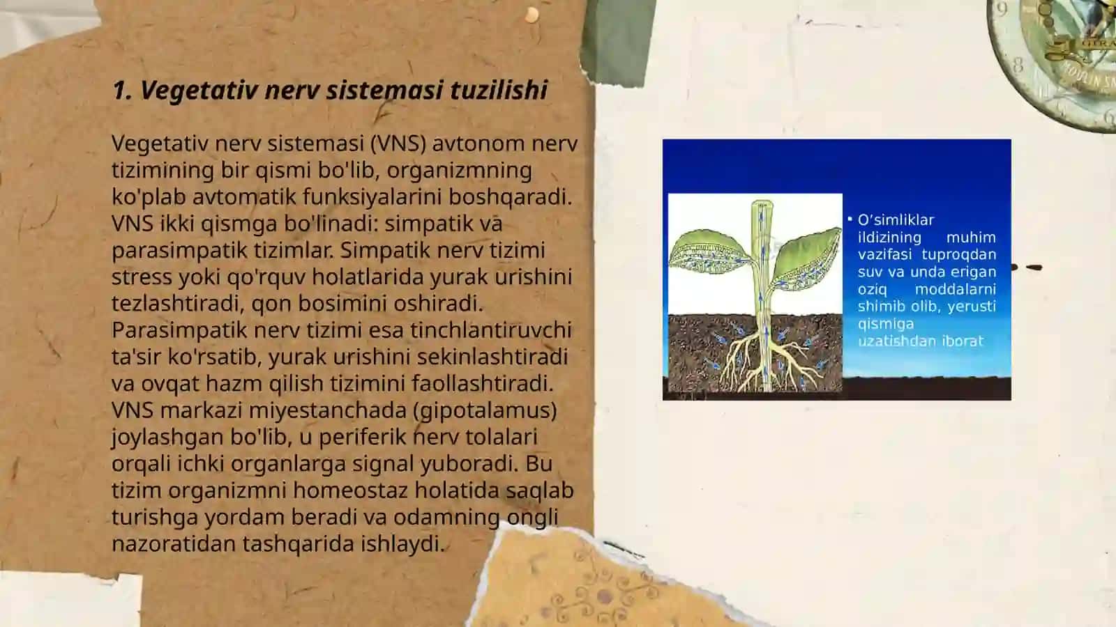 Vegetativ nerv sistemasi faoliyatini o'rganish 3
