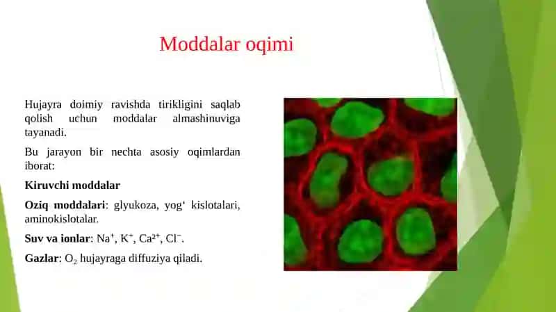 HUJAYRADA MODDALAR VA ENERGIYA OQIMI MA'LUMOTLAR OQIMI. HUJAYRA PROLIFERATSIYA MUOMMOLARINING TIBBIYOTDAGI ROLI. 3