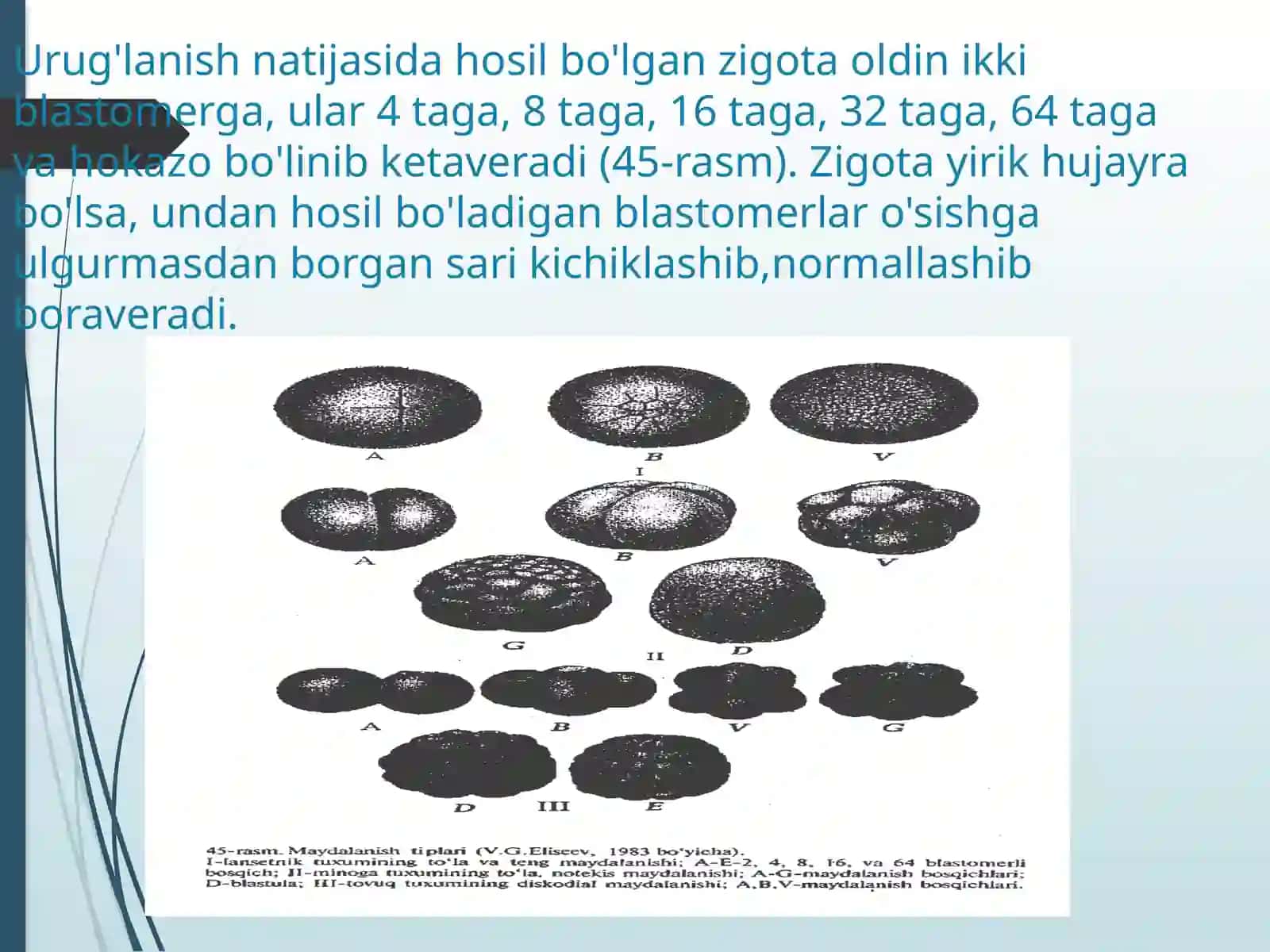 IMPLANTATSIYA. MAYDALANISH.BLASTULA, MORULA, NEYRULA.GASTRULA VA UNING TIPLARI. EMBRIONAL VARAQLARINI HOSIL BO’LISHI 3