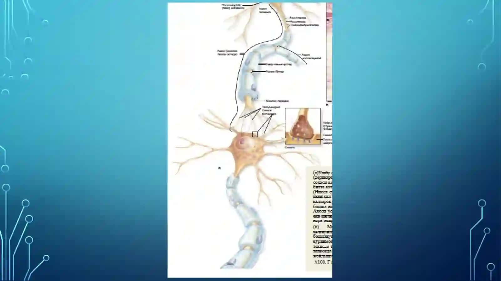 Sinapslar, nerv oxirlari 3