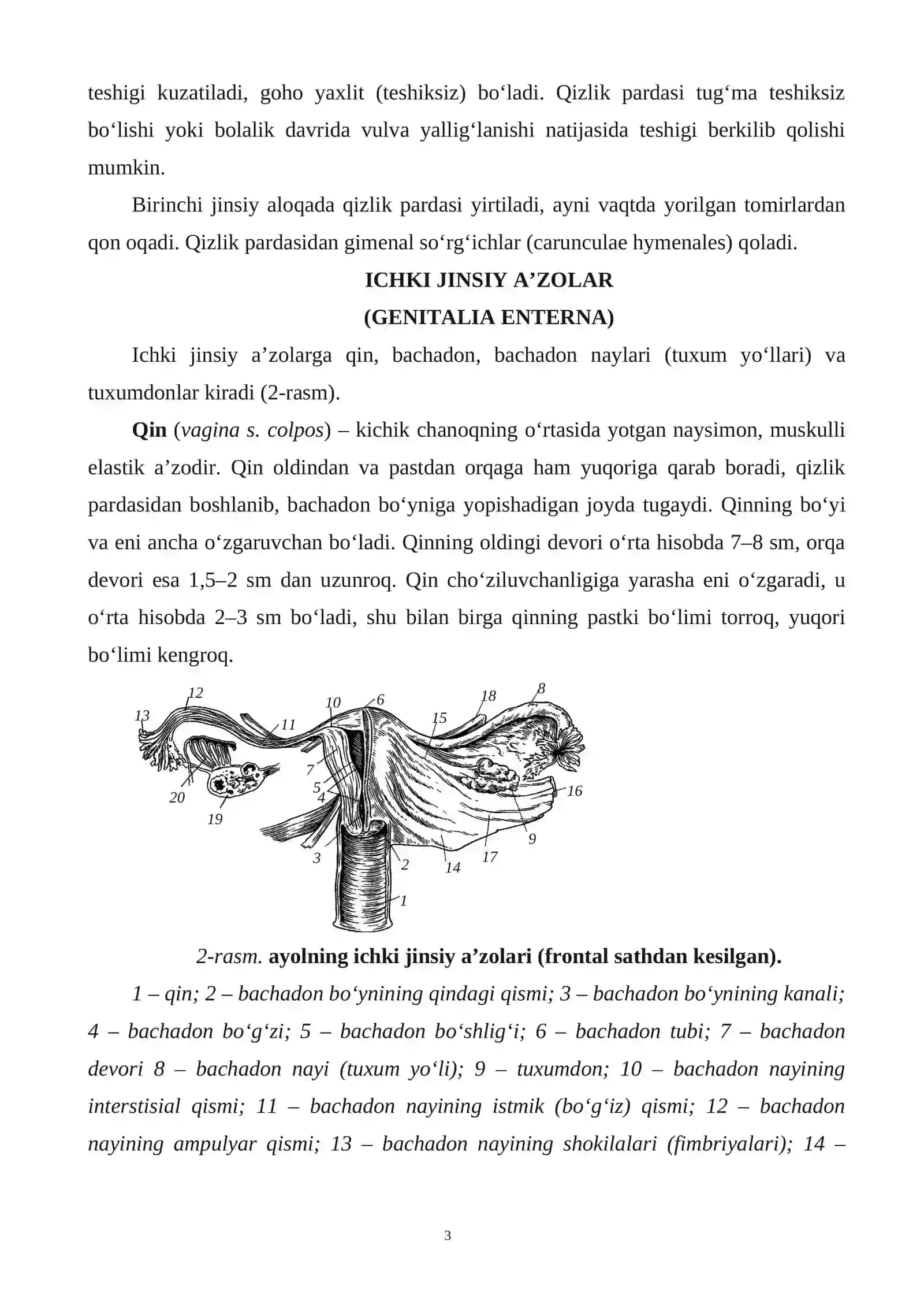 Ayollarni jinsiy aʼzosi va toʻgʻri ichak va anal kanali 3