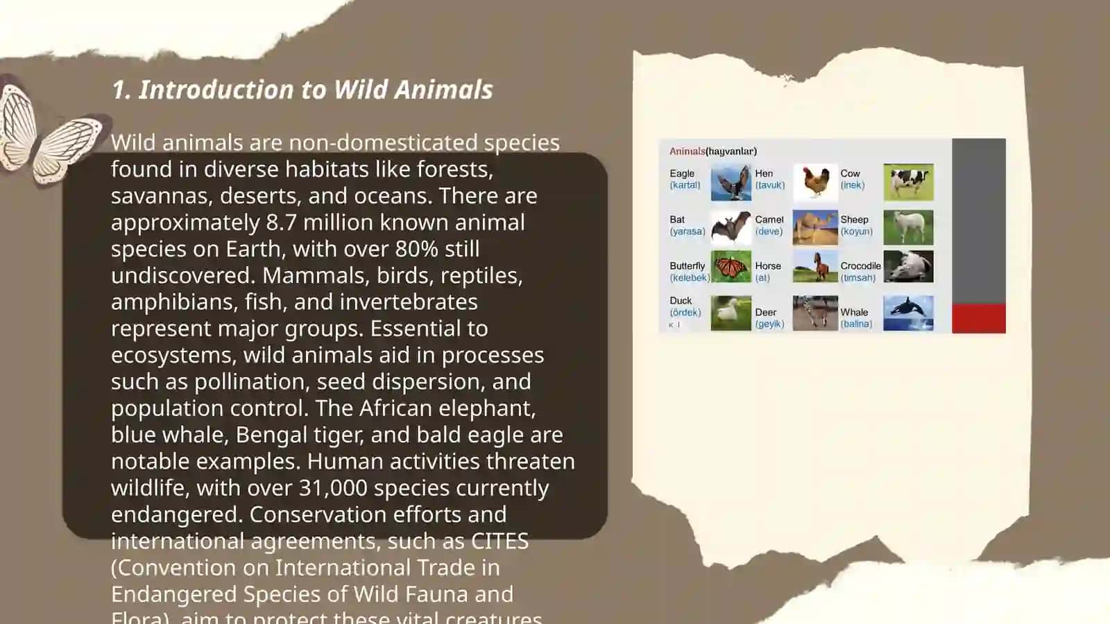 Wild animals 3