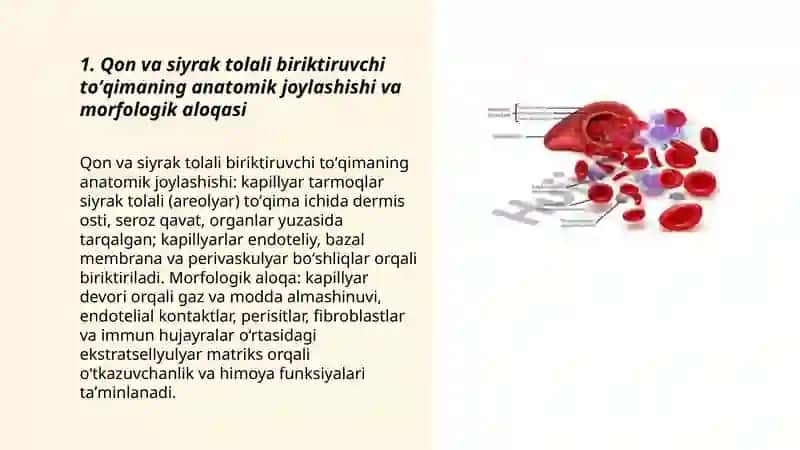 Qon va siyrak tolali biriktiruvchi toʻqimalarning oʻzaro munosabati 3