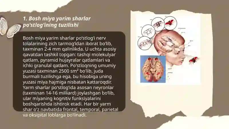 Bosh miya yarim sharlar poʻstlogʻining fiziologiyasi.Bazal yadrolar 3