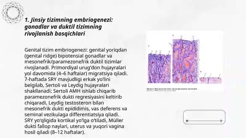 Jinsiy tizimning embriogenezi va unga ta'sir etuvchi omillar 3