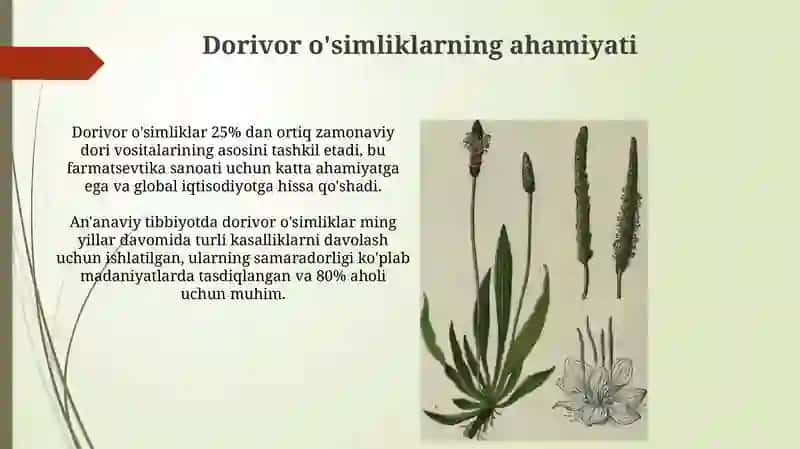 Dorivor oʻsimliklar va ularni qayta tiklash va muhofaza etish yoʻllari 3