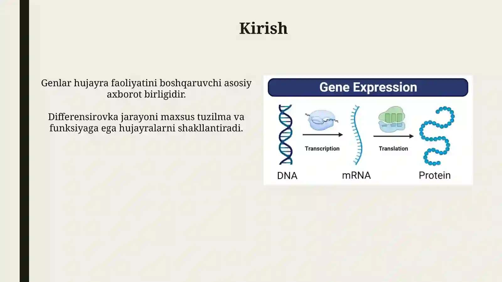 Genlar ta’sirining boshqarilishi,hujayradifferensirovkasi 3