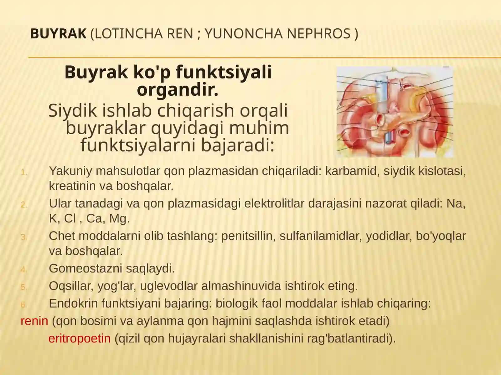 Siydik chiqarish tizimi anatomiya va fiziologiyasi 3