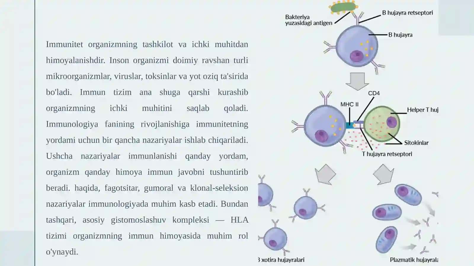 Immunitetg'oyalari:fagotsitar,gumoral,klonal-seleksionvabosh.Asosiygistomoslashuvkompleksiningbirinchisinfi- HLA-4, -Bva-Ctipmolekulalari,vazifasi 3