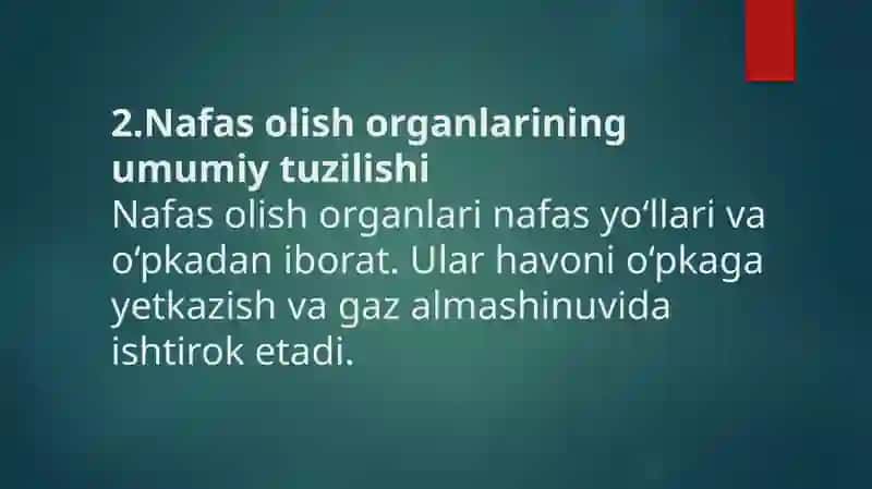 Nafas olish organlari tuzilishi, filogenezi va ahamiyati 3