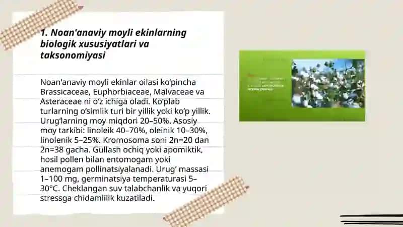 No ananaviy moyli ekinlarning ahamiyati va biologiyasi 3