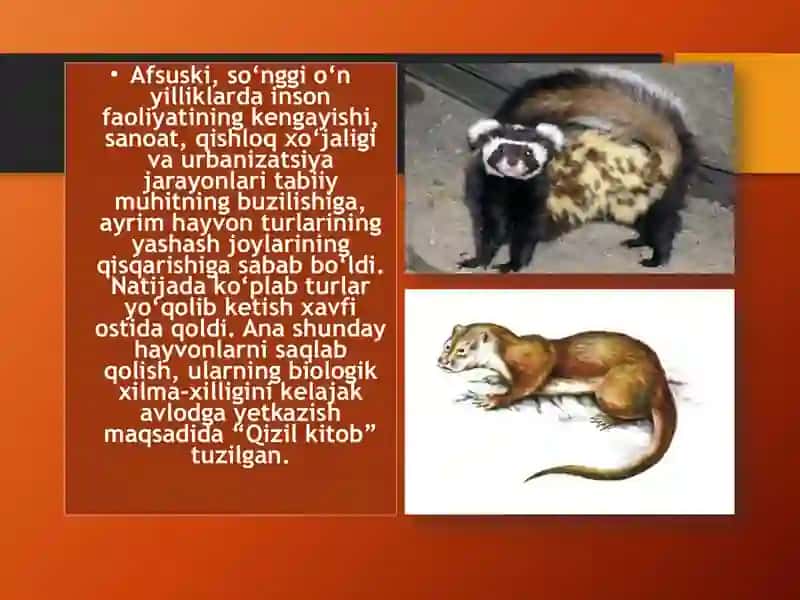 O‘zbekistonning noyob va Qizil kitobga kiritilgan hayvonot olami vakillari 3