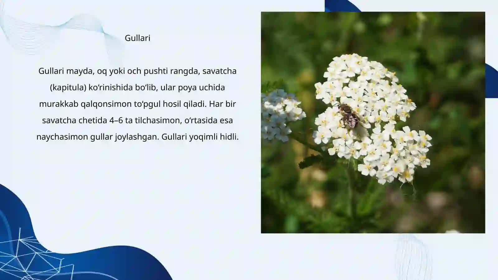 Oddiy bo‘ymadaron (mingbarg) (Achillea millefolium L.) o‘simligining urug‘chiligi 3