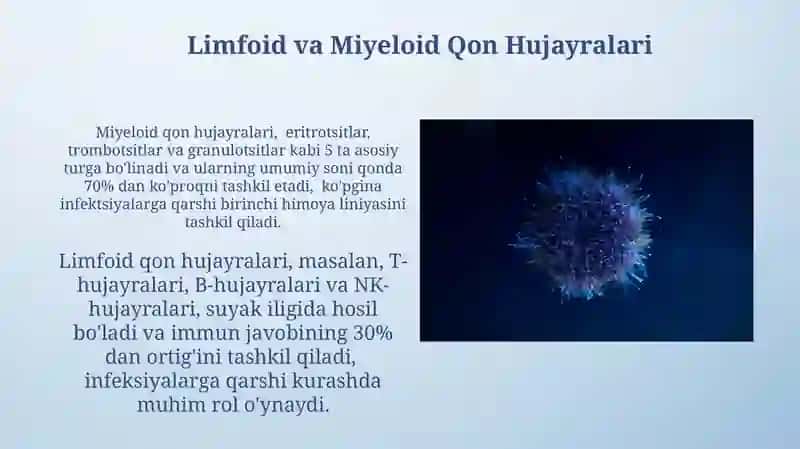 Immun va Gemopoetik sistema 3