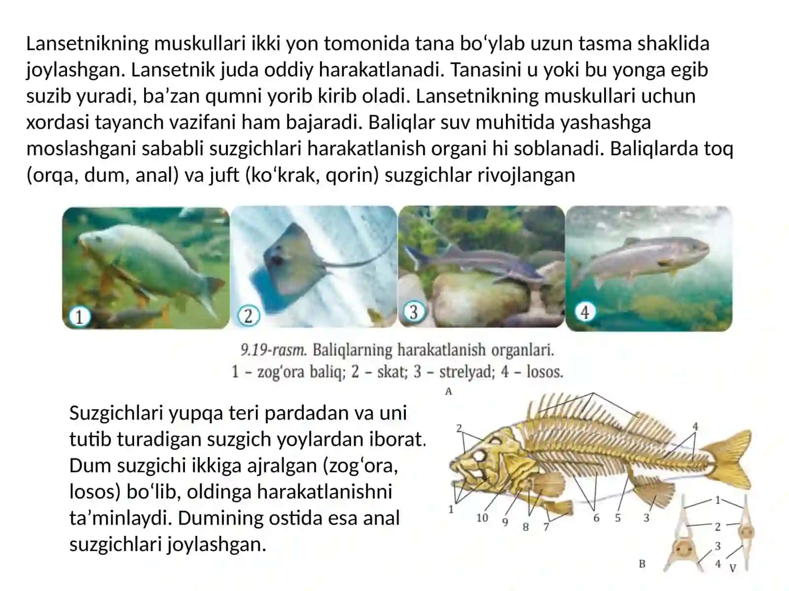 UMURTQALILARNING TAYANCH-HARAKAT ORGANLARI 3