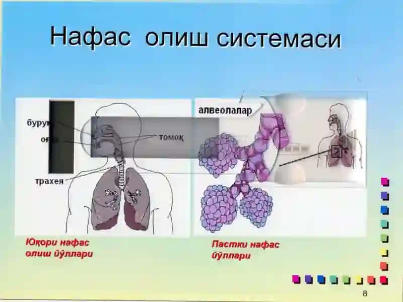 Нафас йўллари шиллиқ қаватининг ўткир яллиғланиш синдроми (ЎРВИ) 3