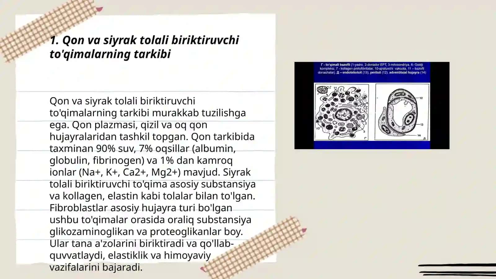 Qon va siyrak tolali biriktiruvchi toʻqimalarning oʻzaro munosabatlari 3