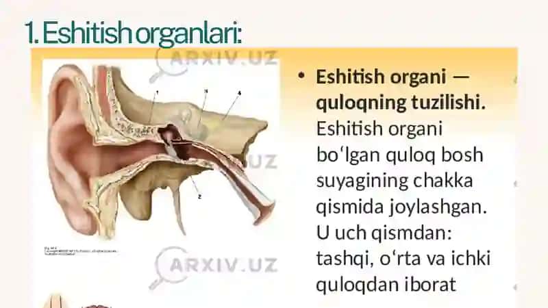 Vibratsiyaning eshitish va muvozanat organlari tuzilishiga ta’siri 3