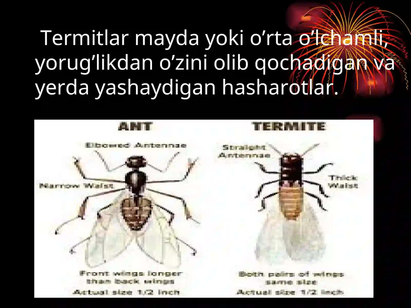 Termitlar va ularning biologik va ekologik xususiyatlari 3