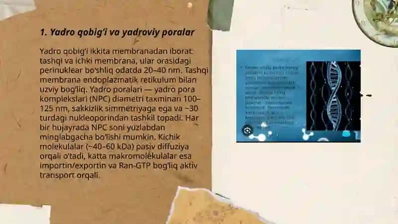 Hujayrada yadroning tarkibi, xromosomalar tuzilishi va ularning strukturaviy xususiyatlari 3