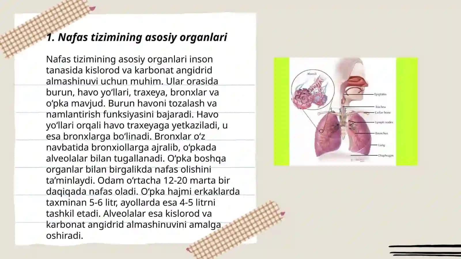 Nafas tizimi anatomiyasi va fiziologiyasi 3