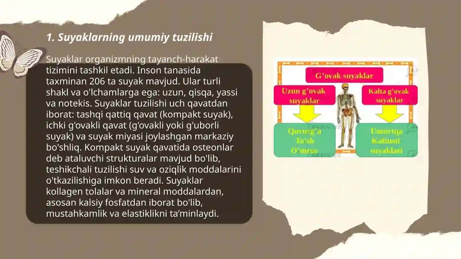 Anatomiya suyaklarning tuzilishi 3