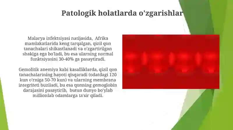 Qizil qon tanachalarining adaptativ xususiyati 3