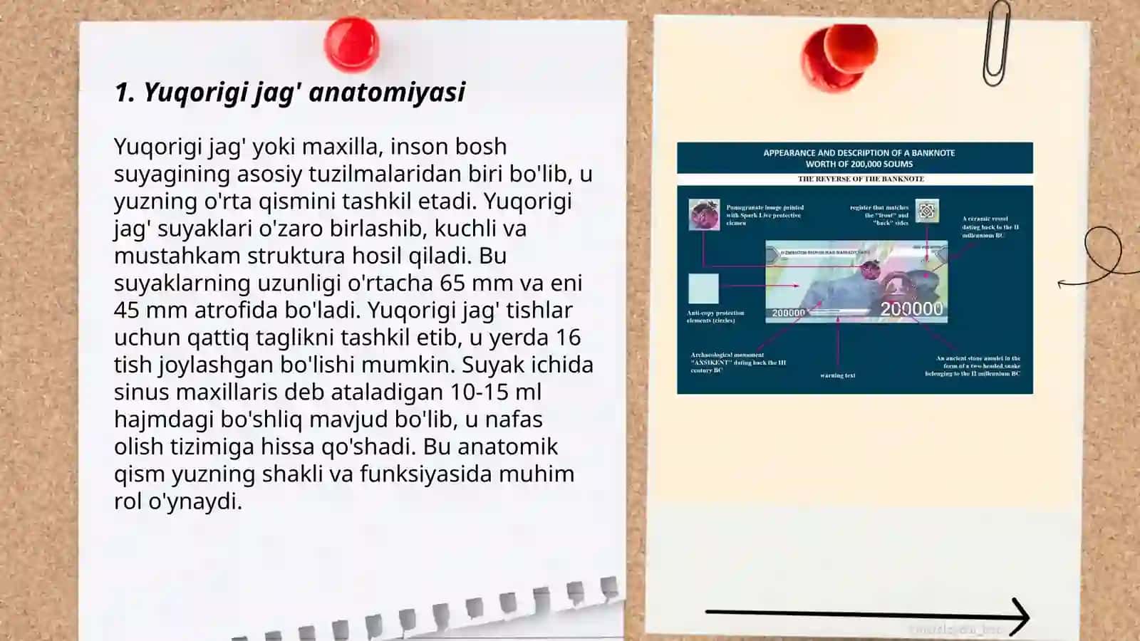 Yuqorigi jag' anatomiyasi 3